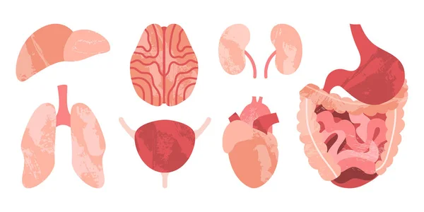 Órganos Humanos Internos Cerebro Pulmones Hígado Corazón Estómago Intestinos Riñones — Archivo Imágenes Vectoriales