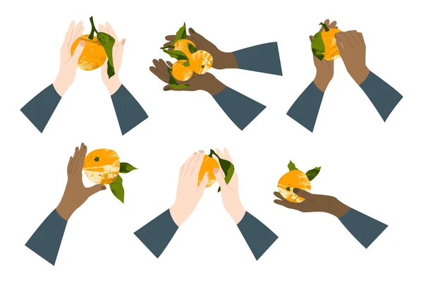 手を保持ジューシーなオレンジ みかん クレメンタイン みかん 新鮮な柑橘類 クリスマス気分 健康的な有機食品 葉で果物を熟す ベクトルフラット漫画植物イラスト — ストックベクタ