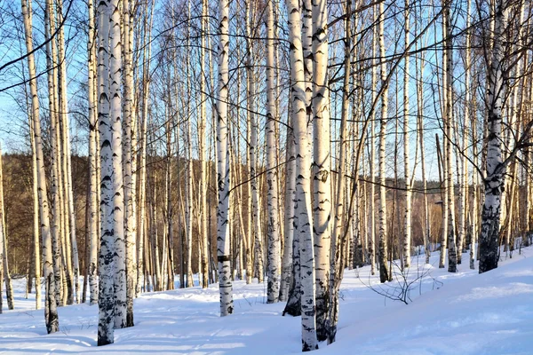 kış manzara huş grove w açık güneşli bir günde kışın
