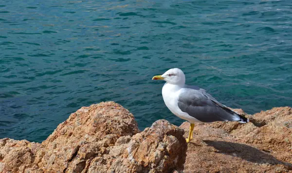 Чайка находится на берегу моря — стоковое фото