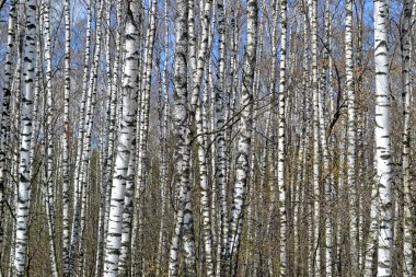 bahar arka bahçesinde huş ağacı