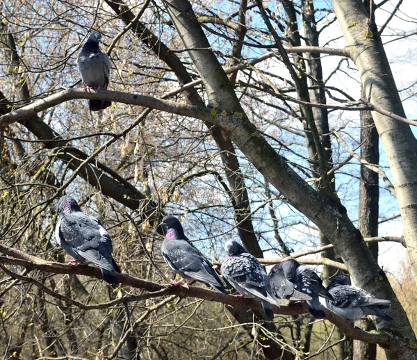 Muitos pombos sentados em um galho de árvore na primavera — Fotografia de Stock