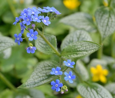 mavi unutma-beni flowerbed içinde çiçek
