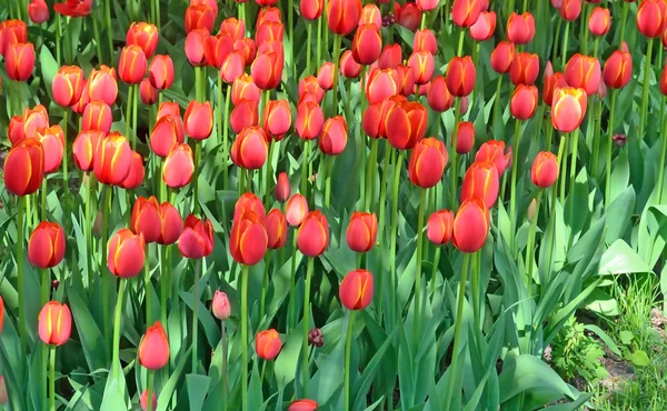 Rode tulpen bloeien in de flowerbed achtergrond — Stockfoto