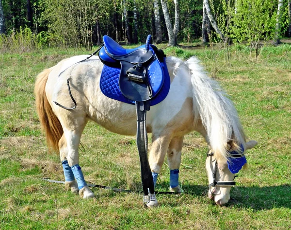 Cavalo branco com uma sela belisca a grama — Fotografia de Stock