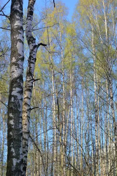 Björkskogen tidigt på våren — Stockfoto