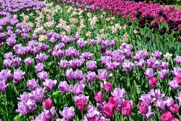 Purple, pink, purple, white tulips background — Stock Photo, Image