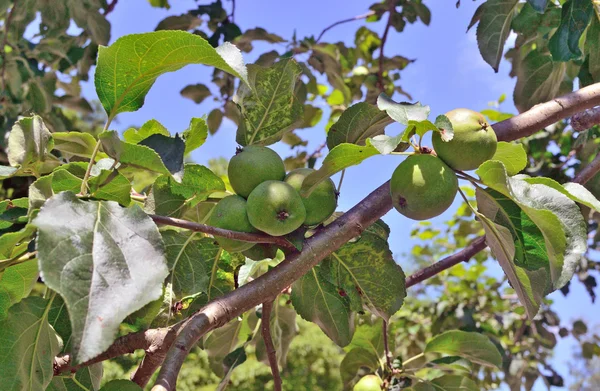 Apple tree bears fruit in the garden — Stock Photo, Image