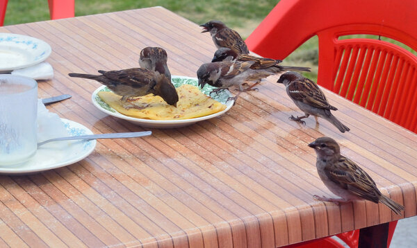 Воробьи клевали остатки человеческой пищи
