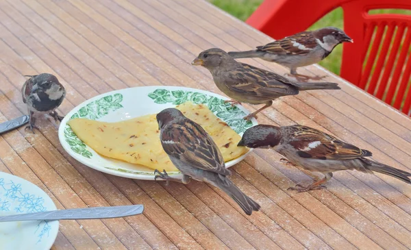 Sparrows pecking at the remains of of human food — Stock Photo, Image