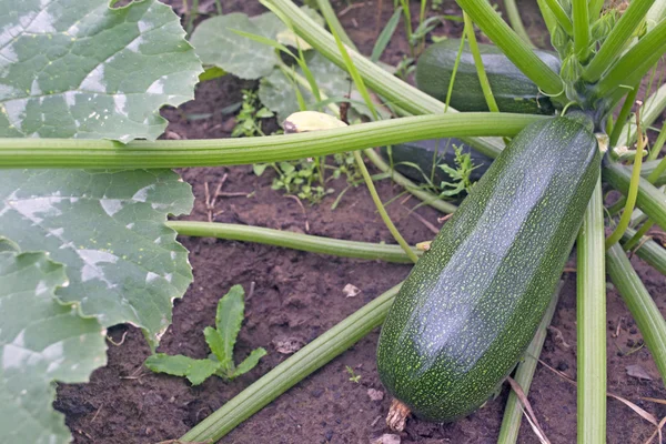 Zucchini wächst im Garten im Garten — Stockfoto