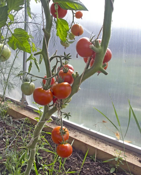 Kırmızı domates üzerinde bir sera bir şube büyüyor — Stok fotoğraf