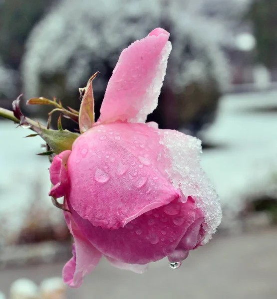 Neige Fond Lentement Sur Rosebu — Photo