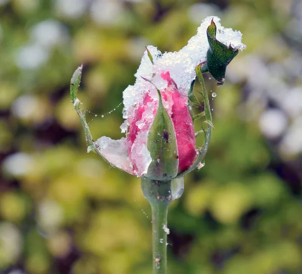 Nieve Derrite Lentamente Capullo Rosa — Foto de Stock