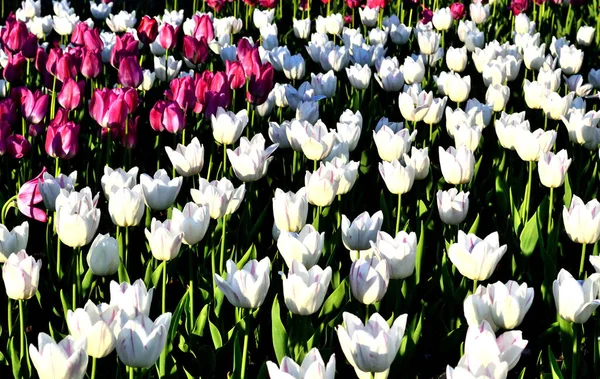 Achtergrond Van Tulpen Van Rode Grote Kleur — Stockfoto