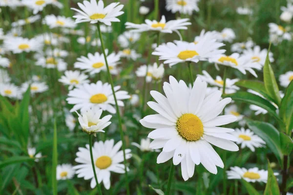 カモミールの花は森の端の畑で成長します — ストック写真