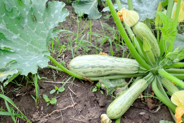 Zucchini Groeien Een Tuinbed — Stockfoto