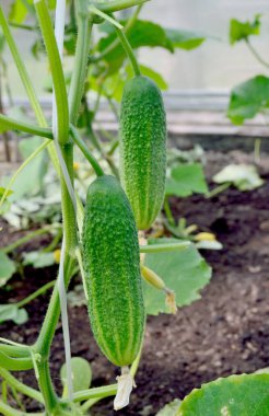 Two ripe cucumbers hang on a branch in a greenhouse