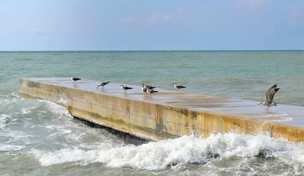 Gaviotas Muelle Durante Una Tormenta Mar —  Fotos de Stock