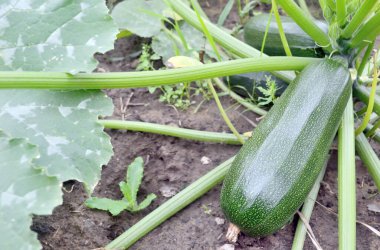 Bahçedeki aynı dalda birkaç kabak yetişmiş.