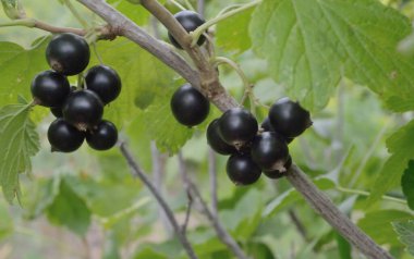 Olgun siyah frenk üzümü ev bahçesindeki bir dala asılmış.