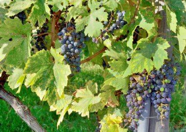 Açık bir alanda asmanın üzerinde yetişen siyah çeşitlilikteki üzümler