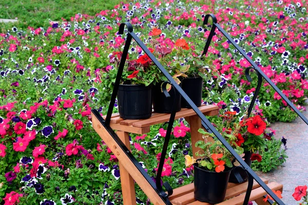 街の通りの花のデザイン — ストック写真