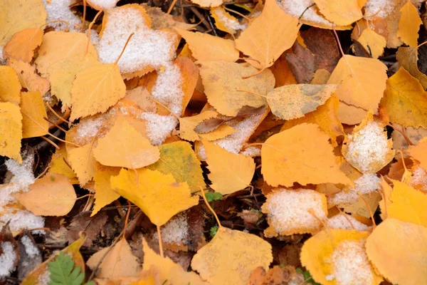 Primera nieve sobre hojas amarillas —  Fotos de Stock