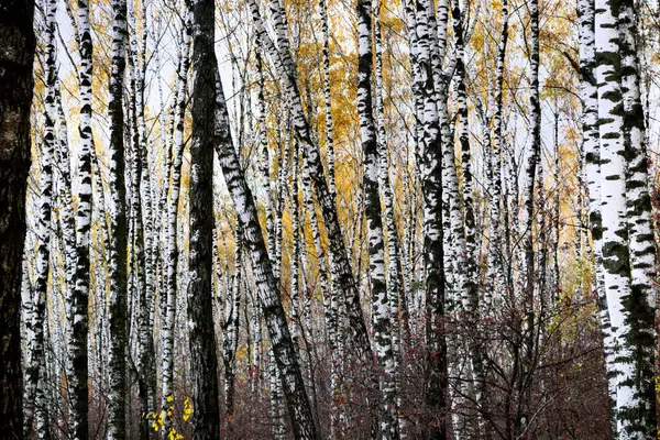 Tronchi di betulle in autunno sfondo — Foto Stock
