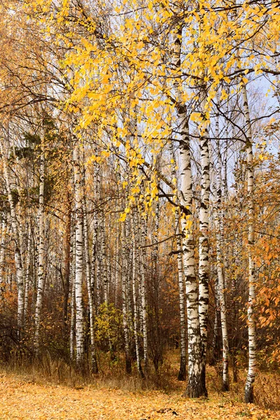 Stammar av björkar i höst — Stockfoto