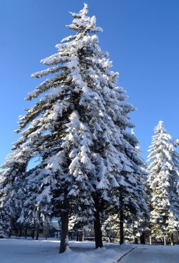 Kış ormanında Noel ağacı