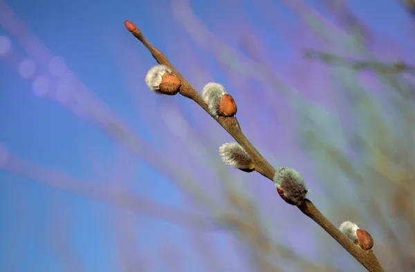 Willow branch against the blue spring sky as a symbol of spring — Stock Photo, Image