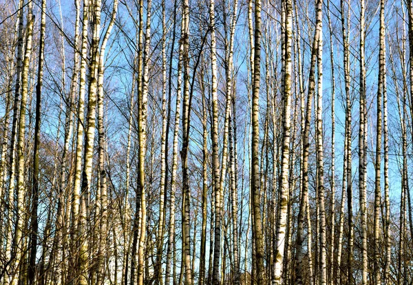 Bosque de bétula em um fundo claro dia ensolarado — Fotografia de Stock