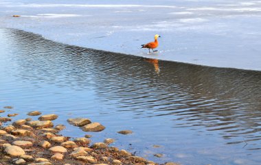 Gölde erken ilkbaharda ördek