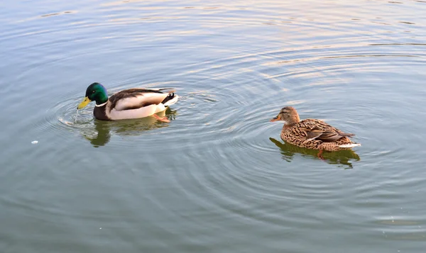 Canards dans un étang — Photo