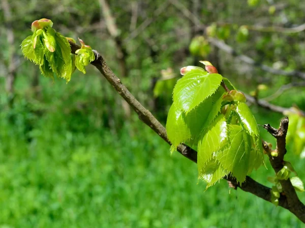 Young sprout of wood — Stock Photo, Image