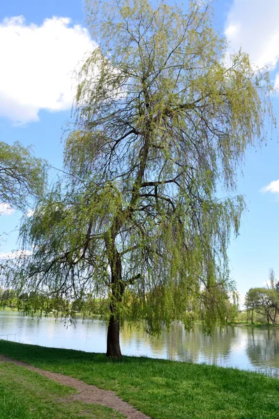 On the lakeside — Stock Photo, Image