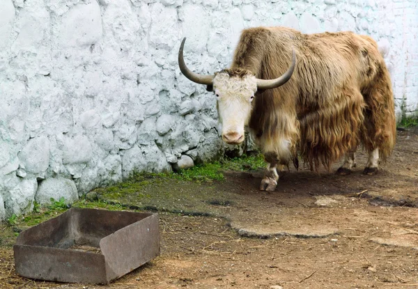 Wild bull in the aviary zoo — Stock Photo, Image