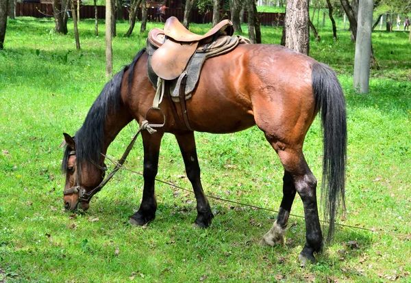 Horse grazing in the forest — Stock Photo, Image