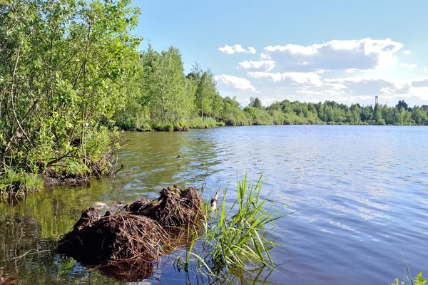 Nehir banka ile bir sıcak yaz gününde çamurlu dipleri — Stok fotoğraf