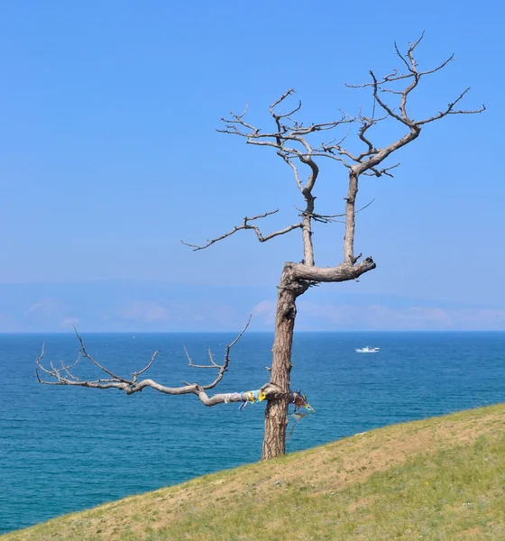 贝加尔湖岸边的干树 — 图库照片