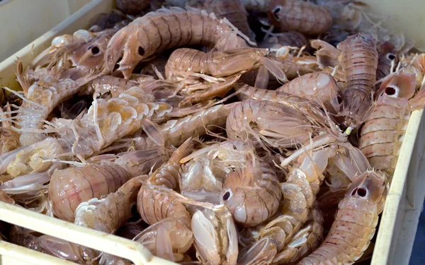 Freshly caught  shrimp are in a plastic container — Stock Photo, Image