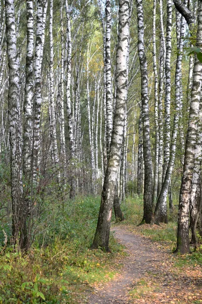 A trilha leva através do bosque de bétula — Fotografia de Stock