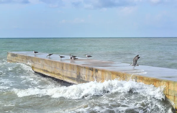 Varias gaviotas sentadas en un muelle en una ligera tormenta marina —  Fotos de Stock