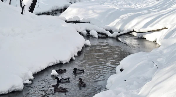 氷の池で泳ぐ水鳥 — ストック写真