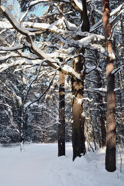 Bosque de invierno con árboles cubiertos de nieve en un día despejado — Foto de Stock