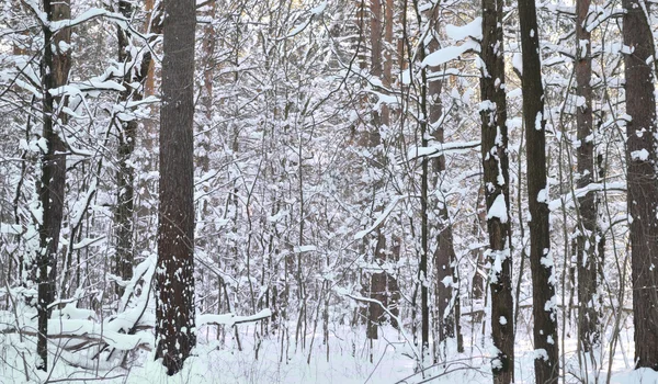 晴れた日の雪に覆われた木が冬の森 — ストック写真