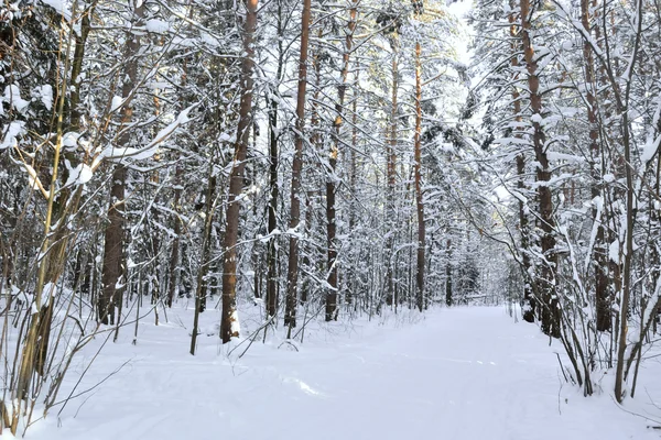 Claro en el bosque de invierno — Foto de Stock