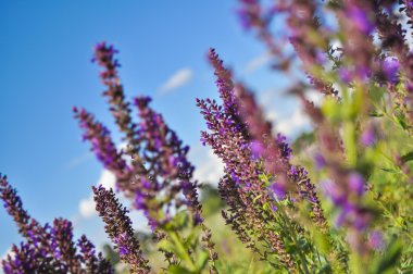 Gökyüzü arka planda Salvia