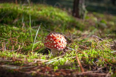 sinek agaric, kırmızı ve beyaz Zehirli mantar orman
